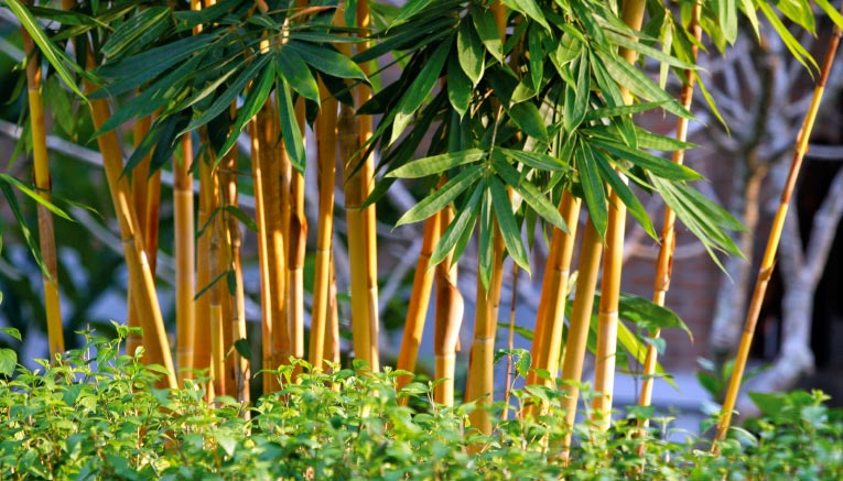 Btli-thailand-biking-11